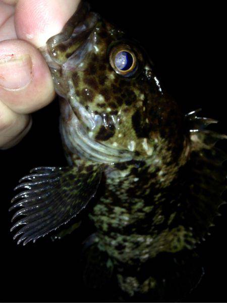 休み前アジング