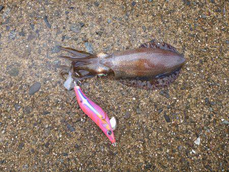 豊岡竹野港内でアオリイカ