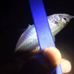 アジング、エギング