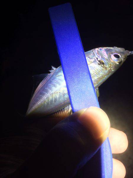 アジング、エギング