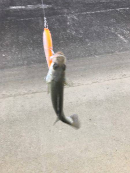 員弁川１６時頃トップにて