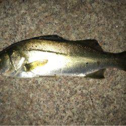 久しぶりにアジング成立！