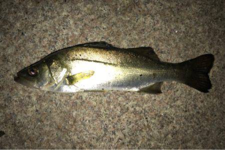 久しぶりにアジング成立！