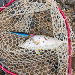 朝マヅメ高活性②