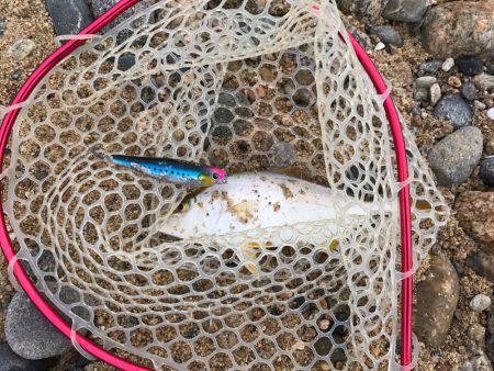 朝マヅメ高活性②