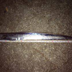 夜中からタチウオ!朝からサゴシ!