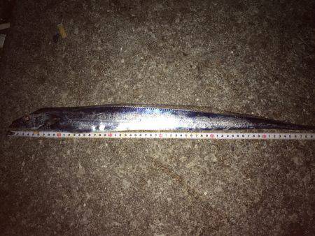 夜中からタチウオ!朝からサゴシ!