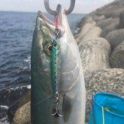 貝塚人工島 ハマチアンドサゴシ