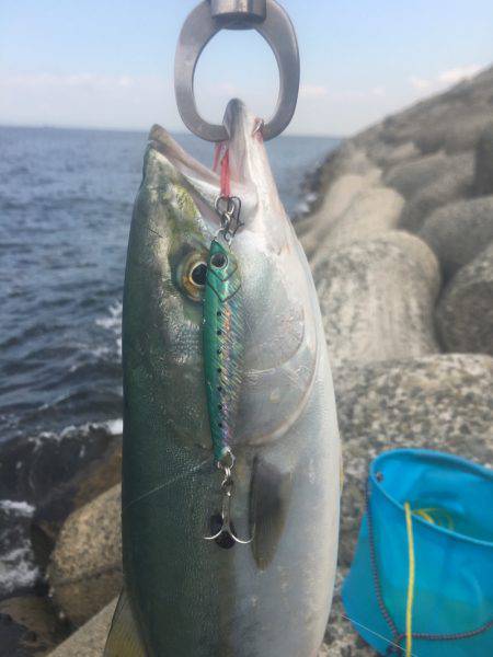 貝塚人工島 ハマチアンドサゴシ