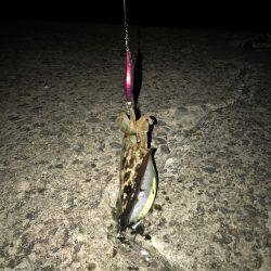 アオリとコウイカ