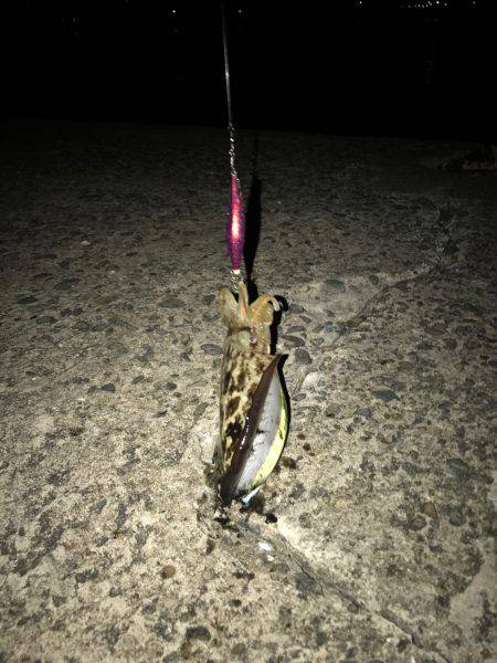 アオリとコウイカ