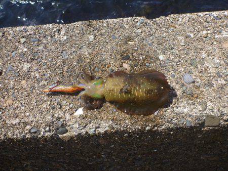 豊岡竹野港内でアオリイカ2日目