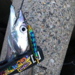 五目スプーンジグで楽しく五目釣り