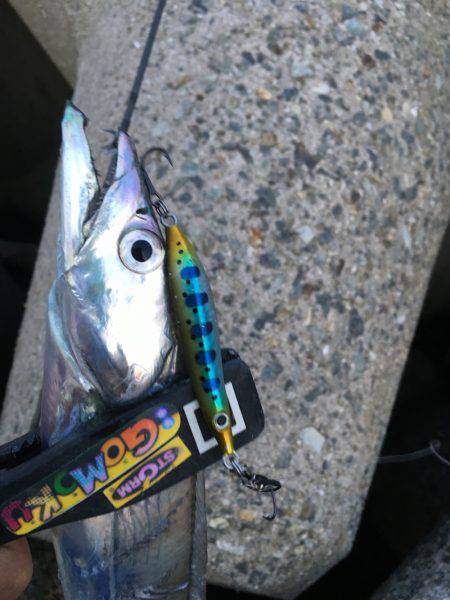 五目スプーンジグで楽しく五目釣り