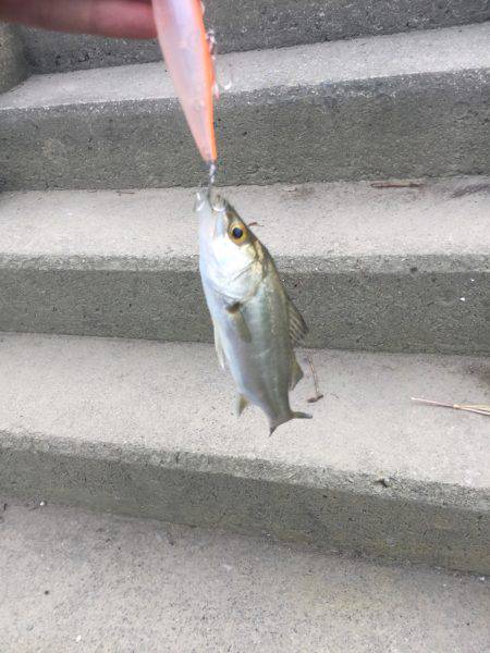 員弁川 シーバス