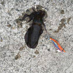 風が強かった、そら台風来てるもんな！笑