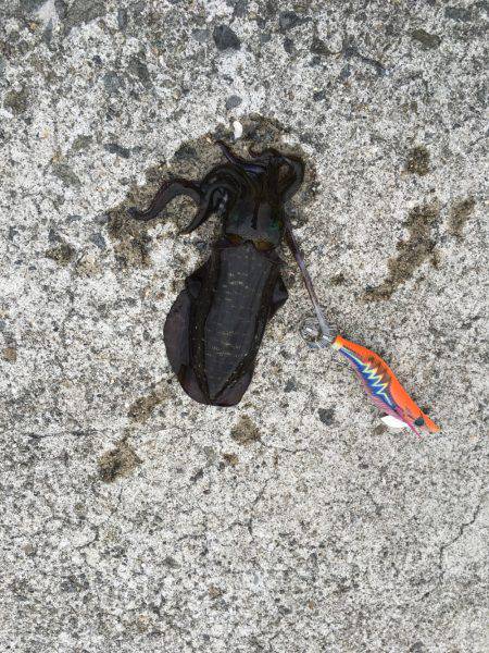 風が強かった、そら台風来てるもんな！笑