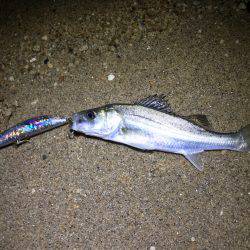 ナイトウェーディング