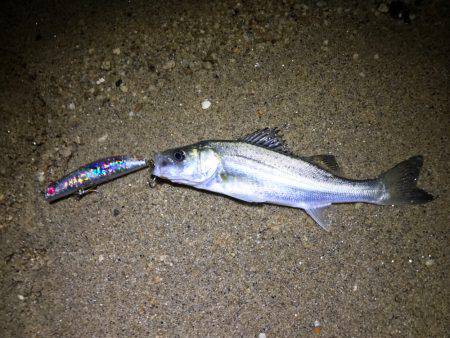 ナイトウェーディング