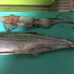 エギング&ショアジギング