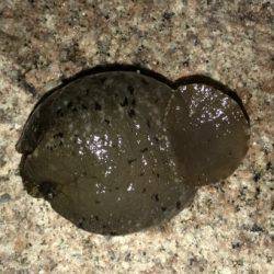 再現出来るか？