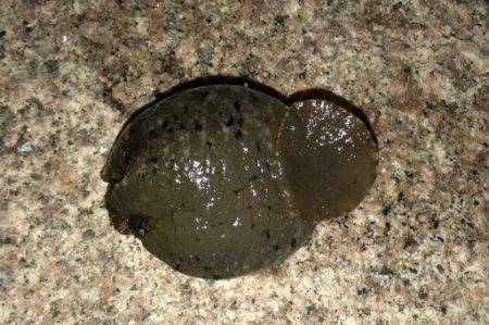 再現出来るか？