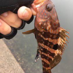 台風前に釣りに・・・