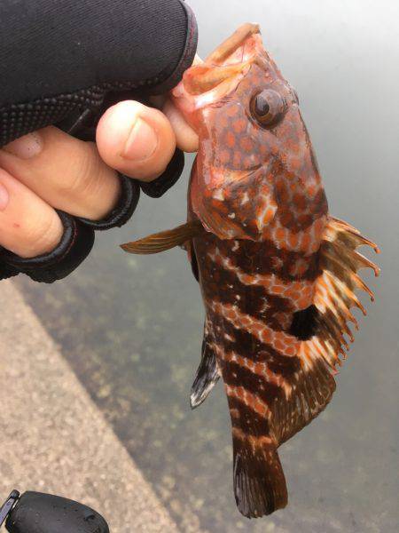 台風前に釣りに・・・