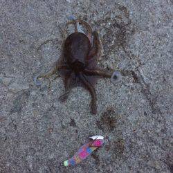 台風前エギング