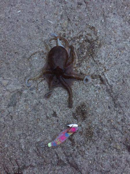 台風前エギング