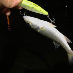 ナイトウェーディング