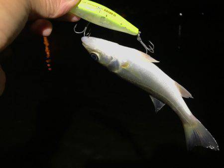 ナイトウェーディング