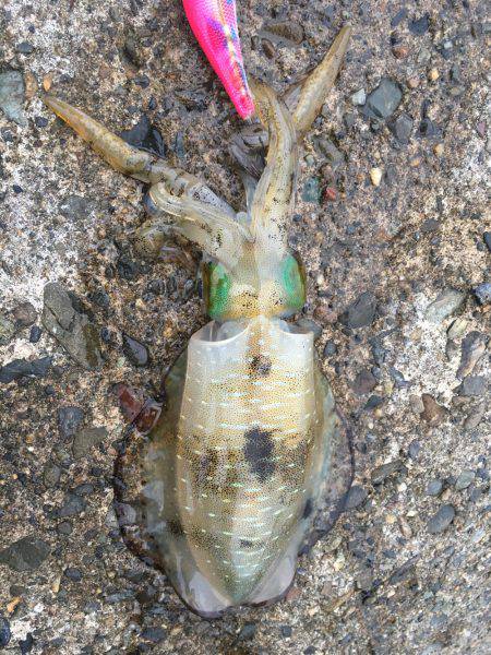 台風前の早朝エギング