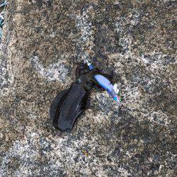 台風前にエギング