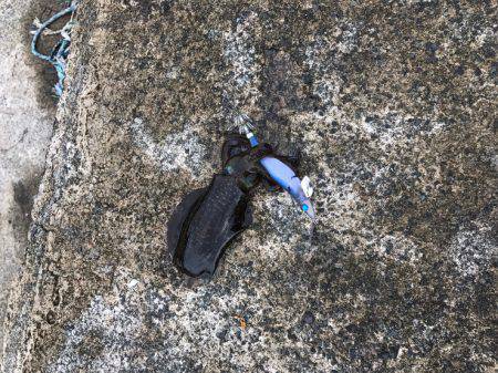 台風前にエギング