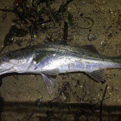 朝明川 シーバス