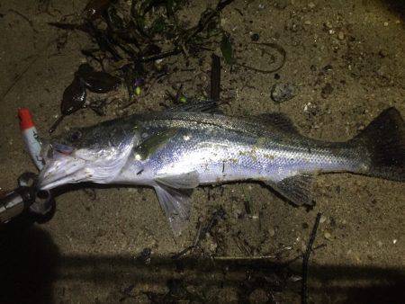 朝明川 シーバス