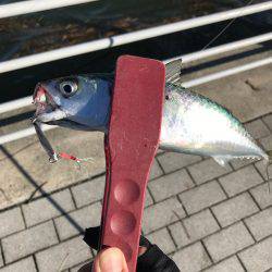 ショアジギアフタータイフーン