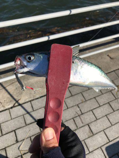 ショアジギアフタータイフーン