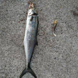 台風一過後のお祭りワッショイ