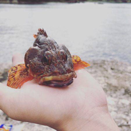 暇潰しエギング