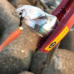 今日も調子に乗って!