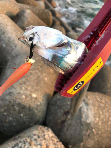 今日も調子に乗って!