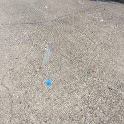 サビキ釣りとワインドでのタチウオ狙い