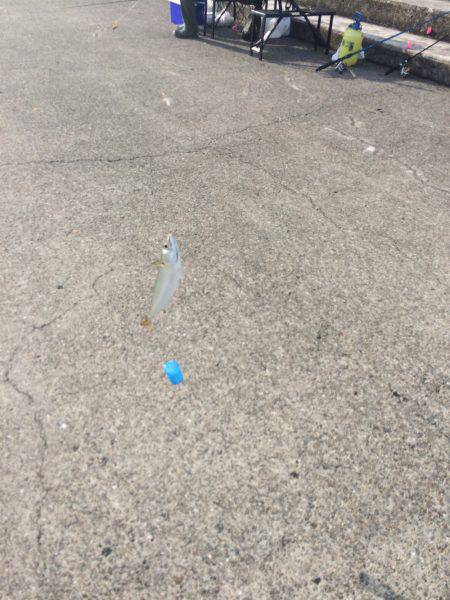 サビキ釣りとワインドでのタチウオ狙い