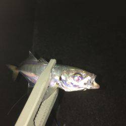 仲間とアジング