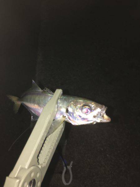 仲間とアジング