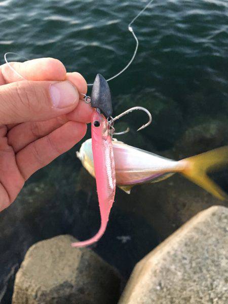 アジング、ワインド