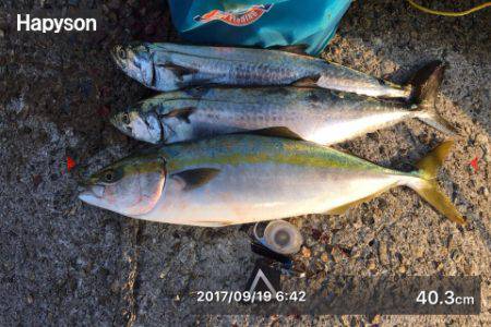 サゴシからのハマチ