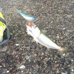 朝マズメ狙いで